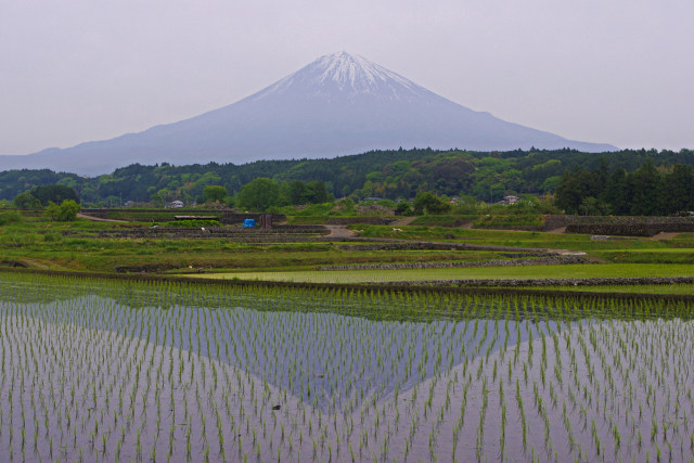 水田に映る富士山