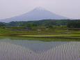 水田に映る富士山