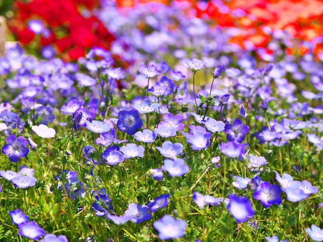 散歩道の花たち