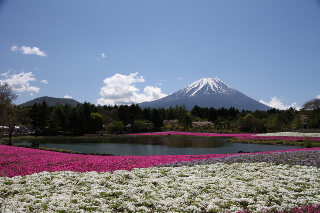 富士山&芝桜