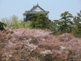 姥桜と岡崎城