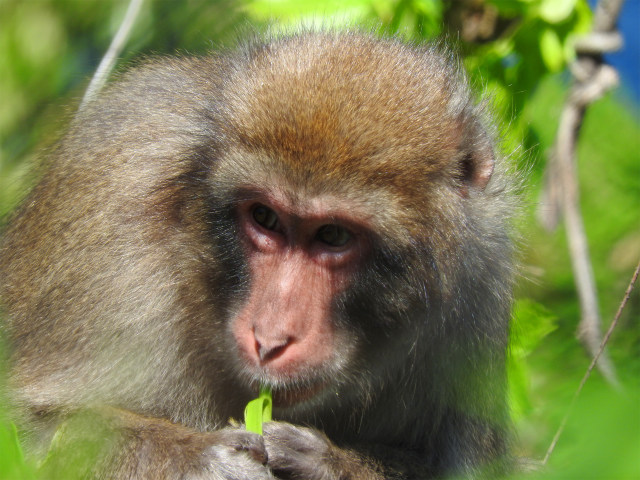 木の葉を食べる野生ニホンザル