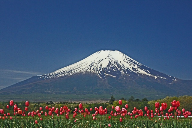 富士山とチューリップ