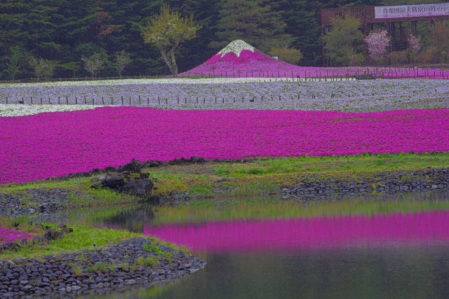 竜神池と芝桜