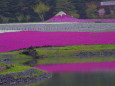 竜神池と芝桜