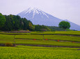 富士山と茶畑 3