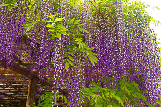 藤の花