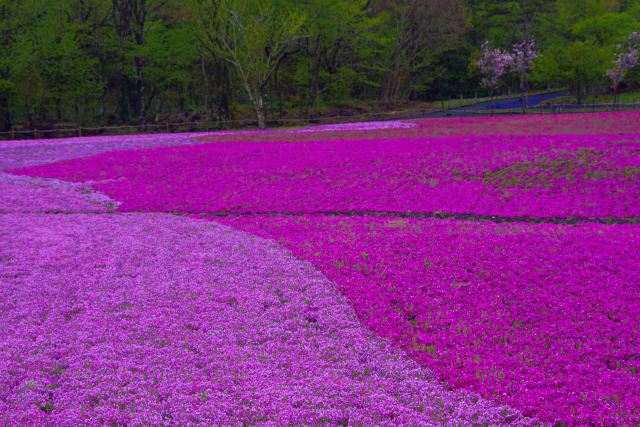 新緑と芝桜