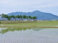 蒲原平野・ハザ木