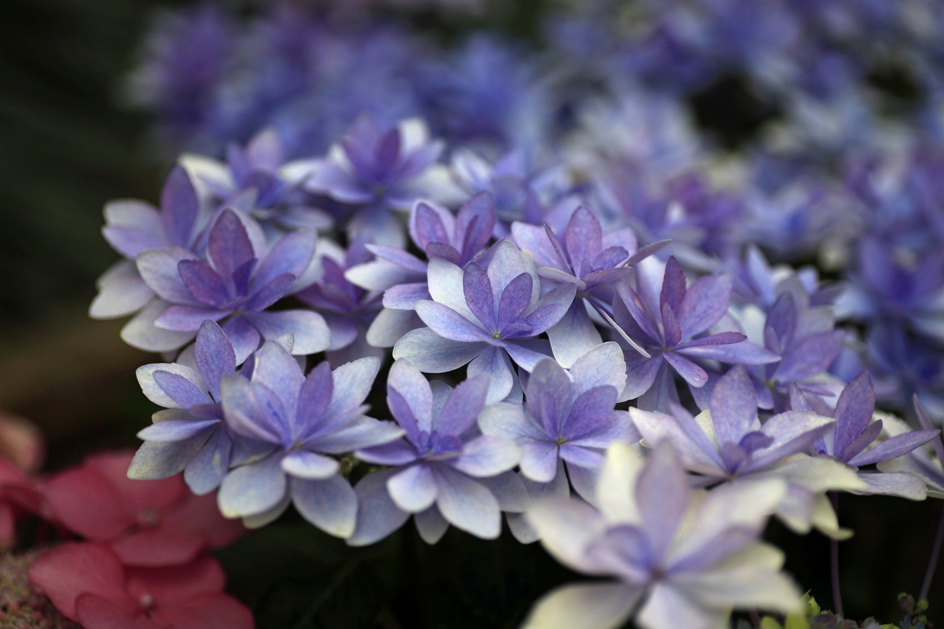 花 植物 ガクアジサイ ダンスパーティ 壁紙19x1280 壁紙館