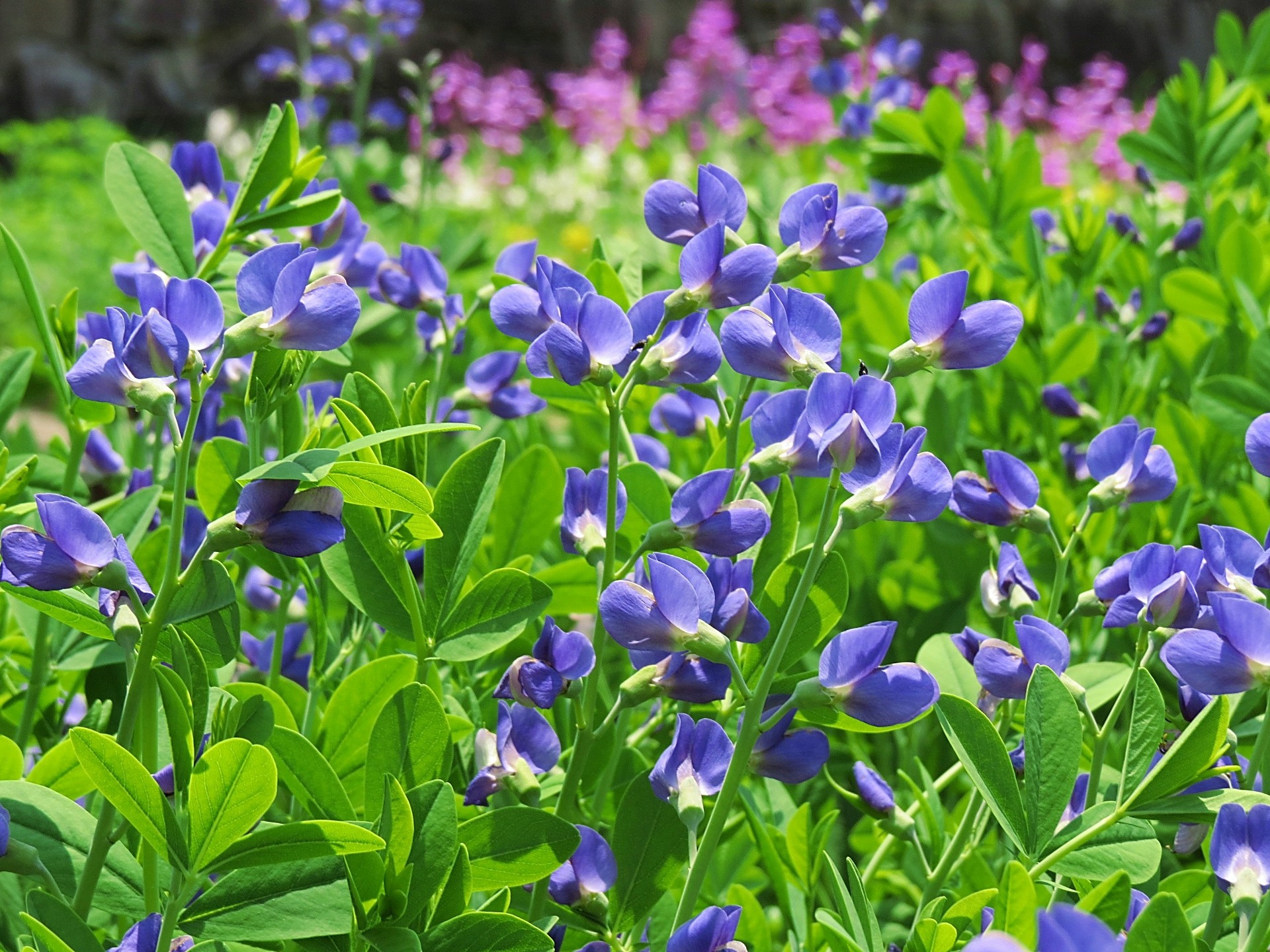 花 植物 ムラサキセンダイハギ 壁紙19x1440 壁紙館