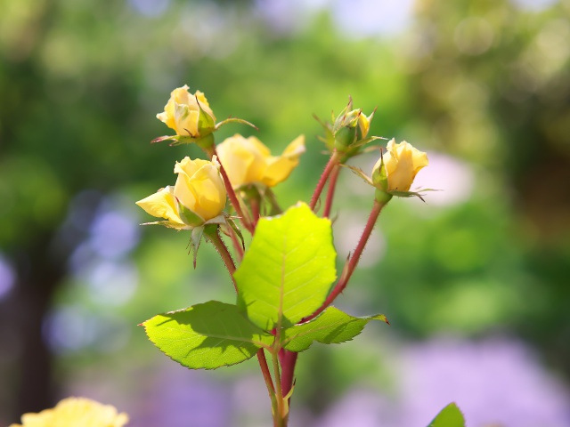 バラの花