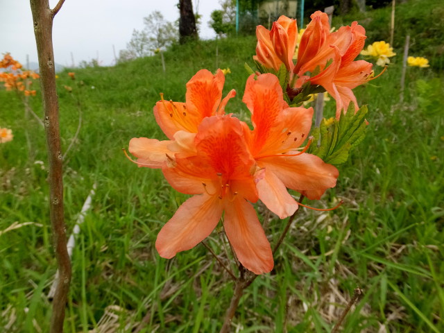 伐株山に咲いていた花