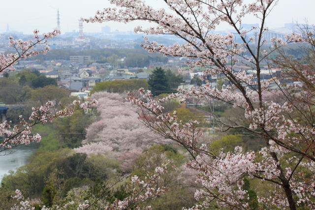 前田公園の桜2