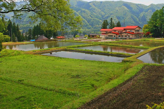 田植え前の白馬