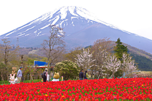 富士山とチューリップ