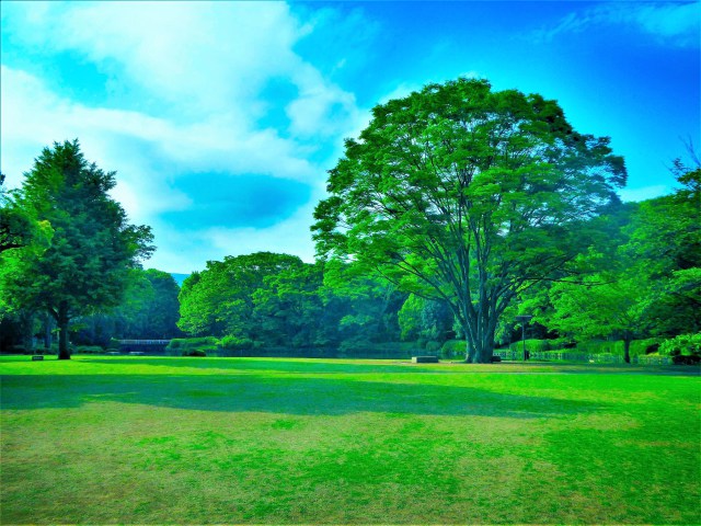 初夏の北の丸公園