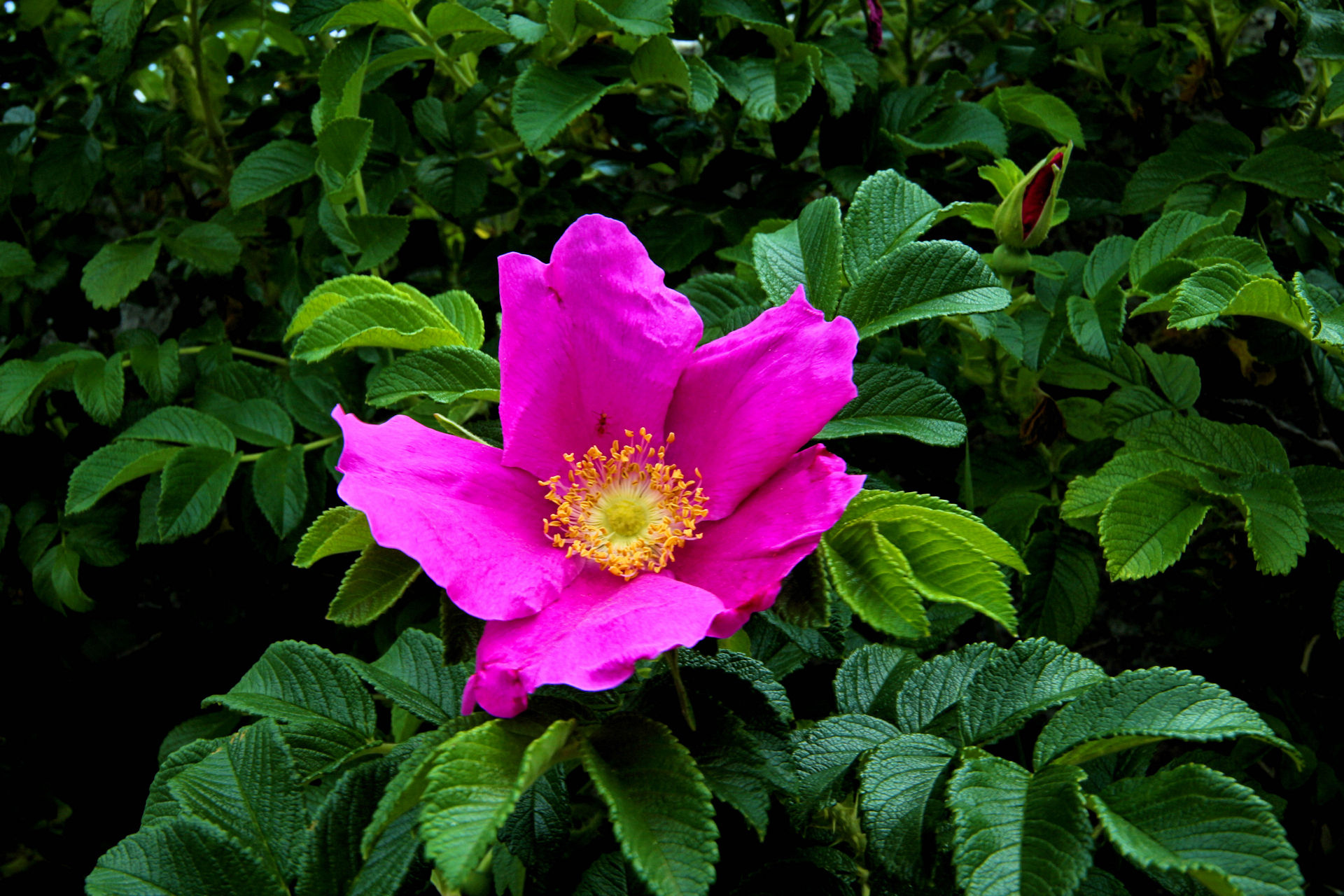 花 植物 ハマナス 壁紙19x1280 壁紙館