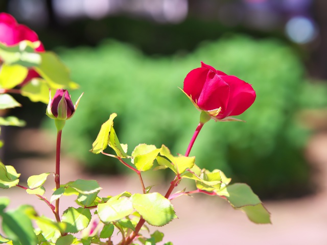 バラの花