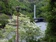 ヒトツバタゴと志野大橋