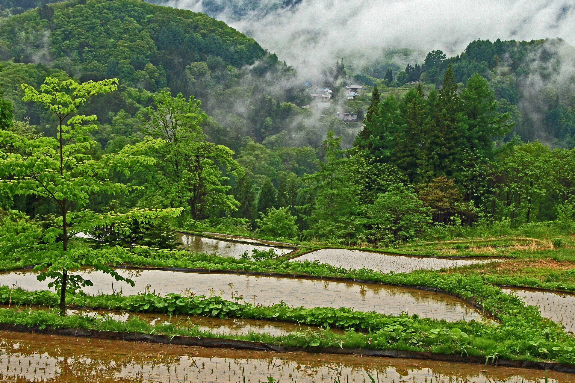 日本の風景 山間の棚田 壁紙19x1279 壁紙館