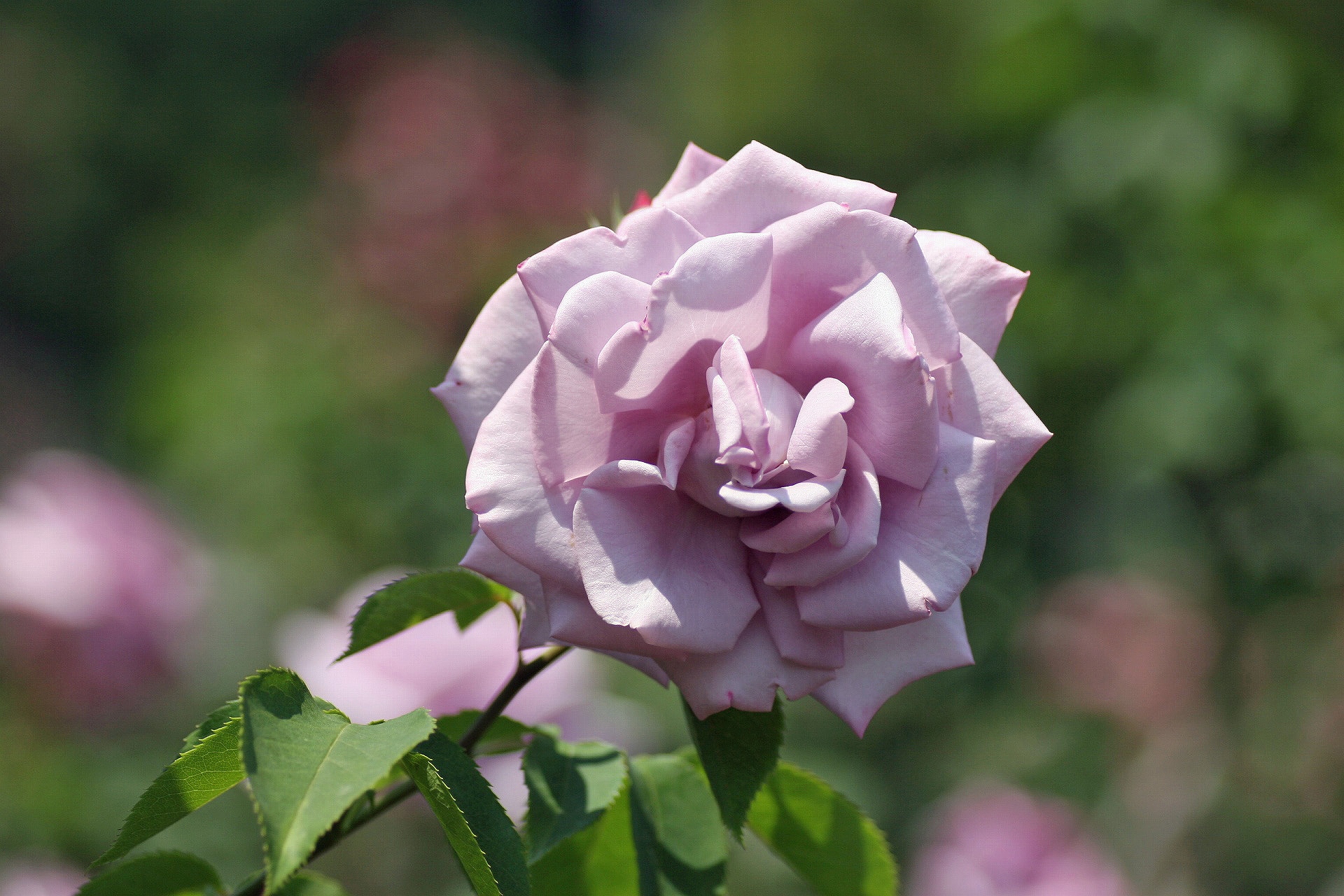 花 植物 シャルル ドゴール 壁紙19x1280 壁紙館