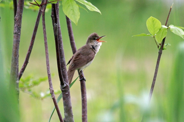 避暑に来た鳥オオヨシキリ