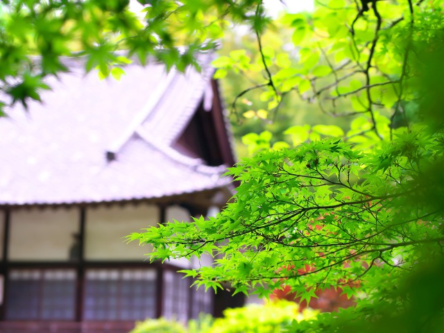 新緑の寺