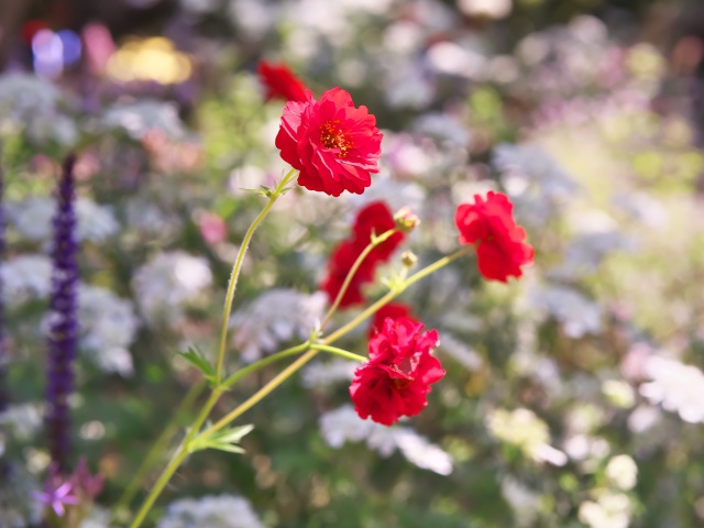 バラの花