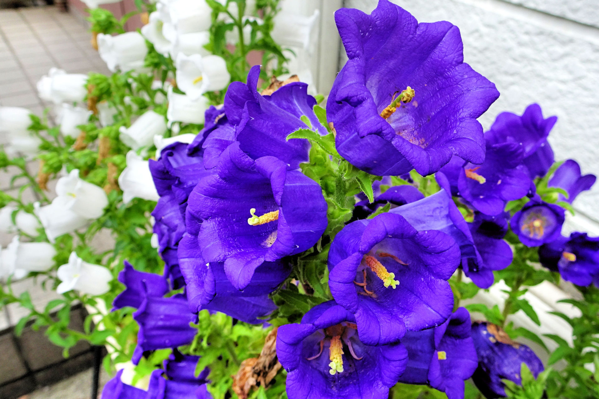 花 植物 ツリガネソウ 壁紙19x1280 壁紙館