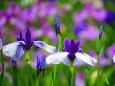 花菖蒲・村祭り