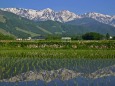 水田の白馬三山