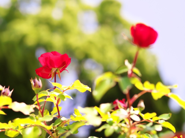 バラの花