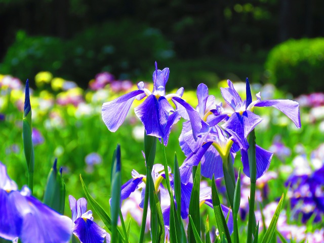 花菖蒲・山紫水明