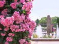 バラの花