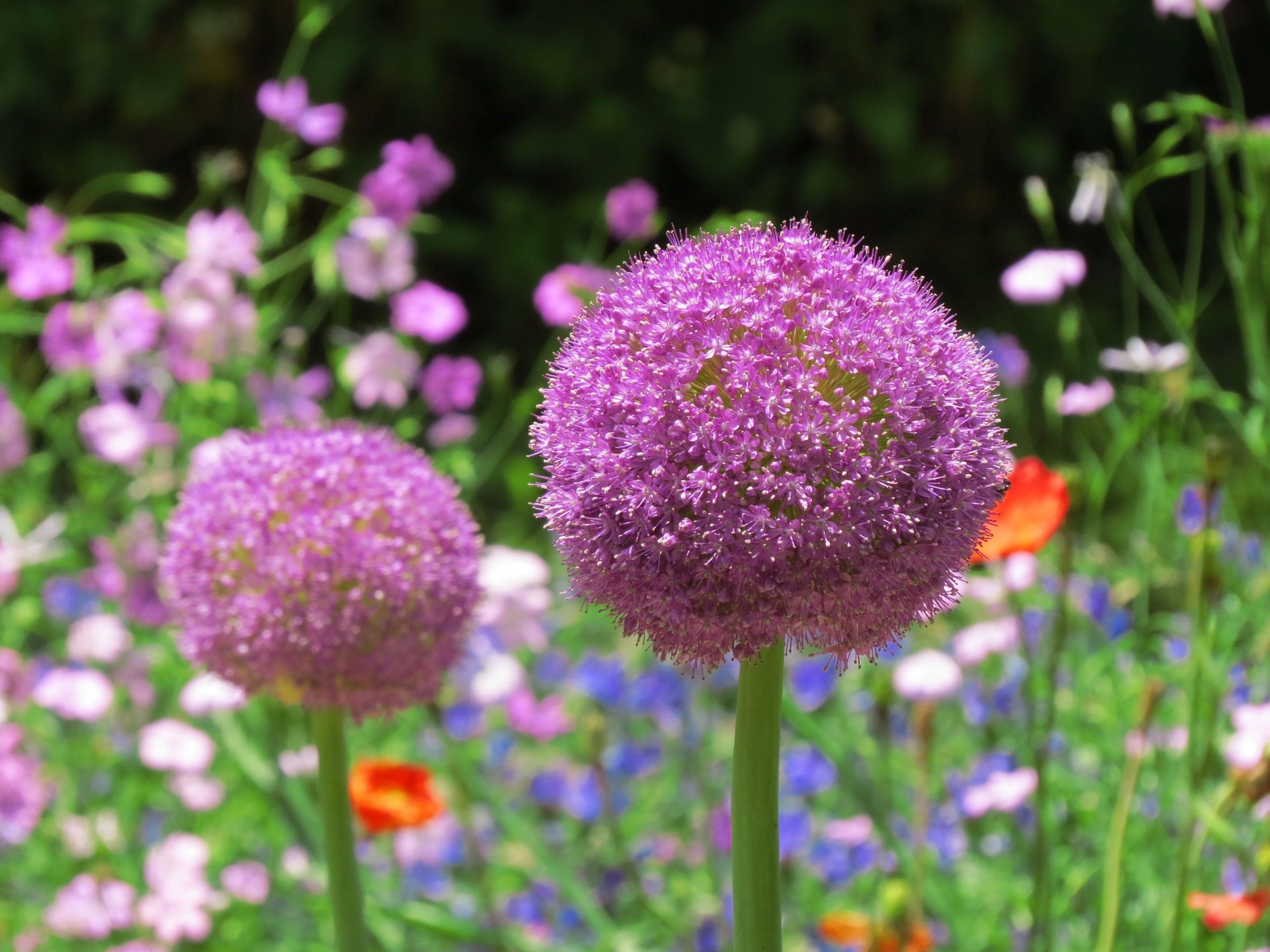 すべての美しい花の画像 最新のhdアリューム 花