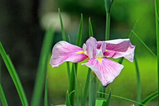 花菖蒲