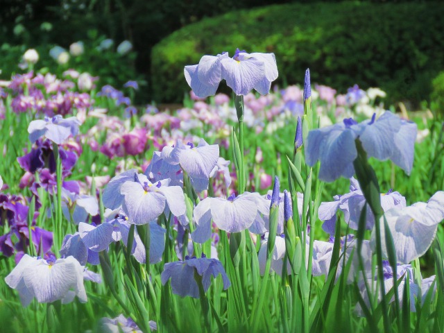 花菖蒲・小青空