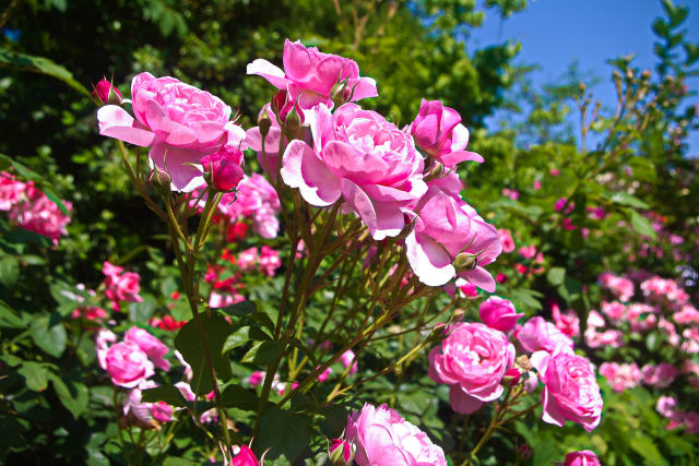 イングリッシュガーデンの薔薇