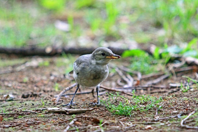 ハクセキレイ幼鳥