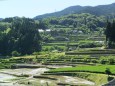 田植えが始まった棚田