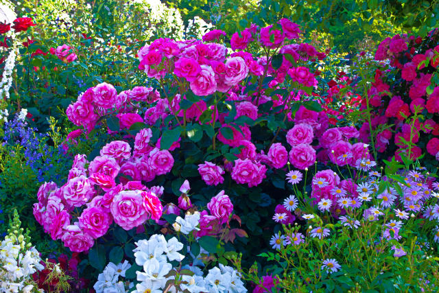 山下公園の薔薇