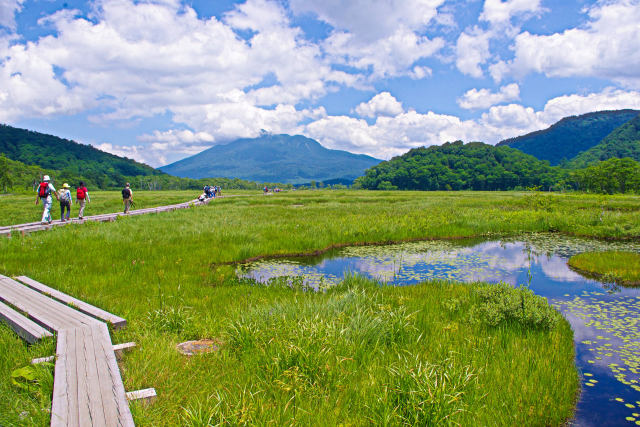 尾瀬ヶ原 緑の湿原を行く