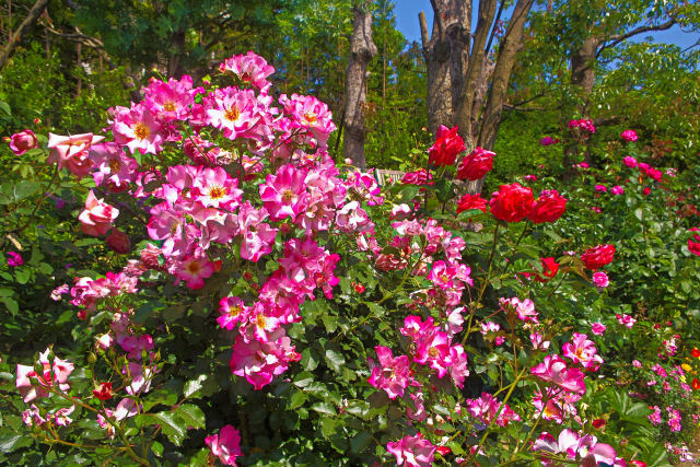 薔薇の花園