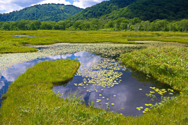 夏の池塘