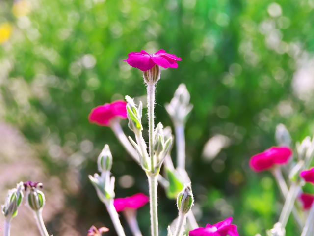 散歩道の花たち