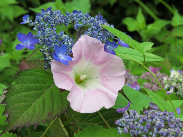 咲きはじめの紫陽花にヒルガオ