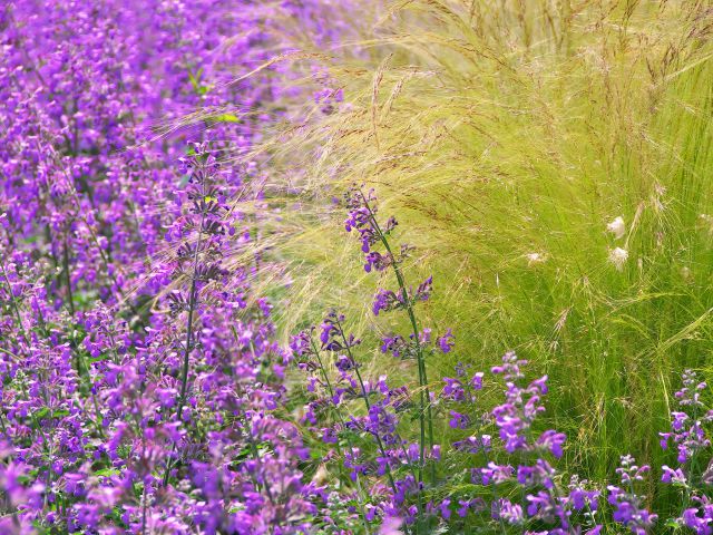 散歩道の花たち