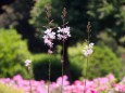 散歩道の花たち