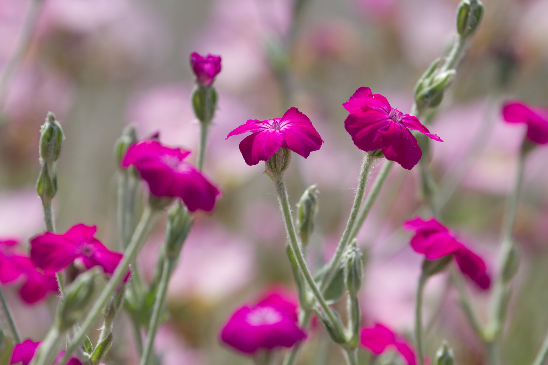 花 植物 スイセンソウ 壁紙19x1280 壁紙館